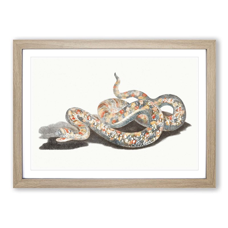 A Snake by Johan Teyler - Single Picture Frame Painting, Oak Framed, 45cm H x 63cm W x 2cm D