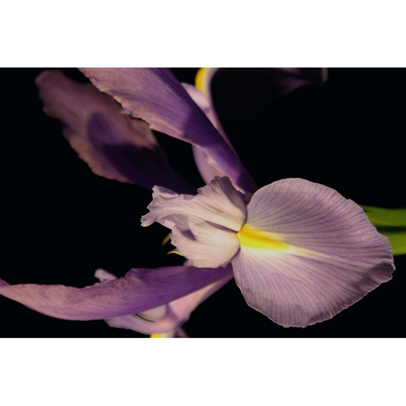 Sweet Iris I - Wrapped Canvas Print, 30cm H x 46cm W x 3.8cm D