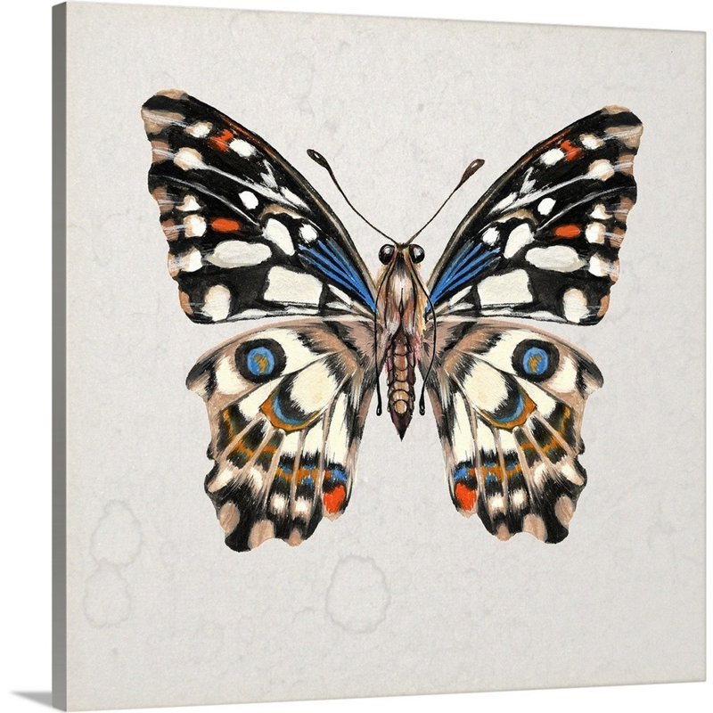 «Butterfly Study II» par Wang Melissa - reproduction d'art sur toile, H 30 po x l 30 po x P 1 po, Toile tendue