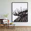 Moose Plume Print