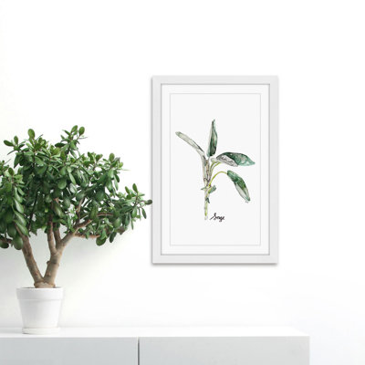 " Herb Sage " by Rachel Byler