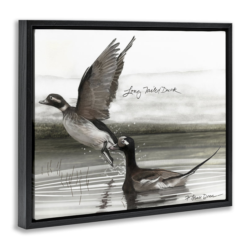 «Long Tailed Duck», art mural par Jadei, H 17 po x l 21 po, Cadre flottant noir de jais