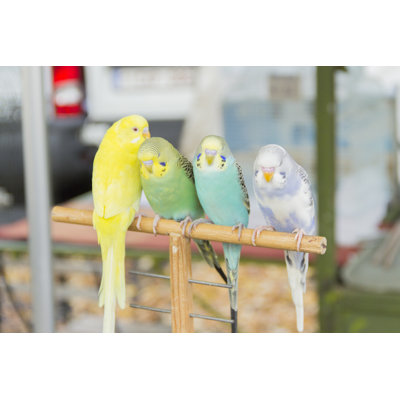 " Four Budgerigar " by Vex Collective
