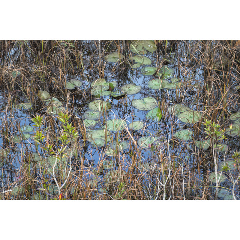 The Marsh by Danny Head - Wrapped Canvas Print, 20cm H x 30cm W