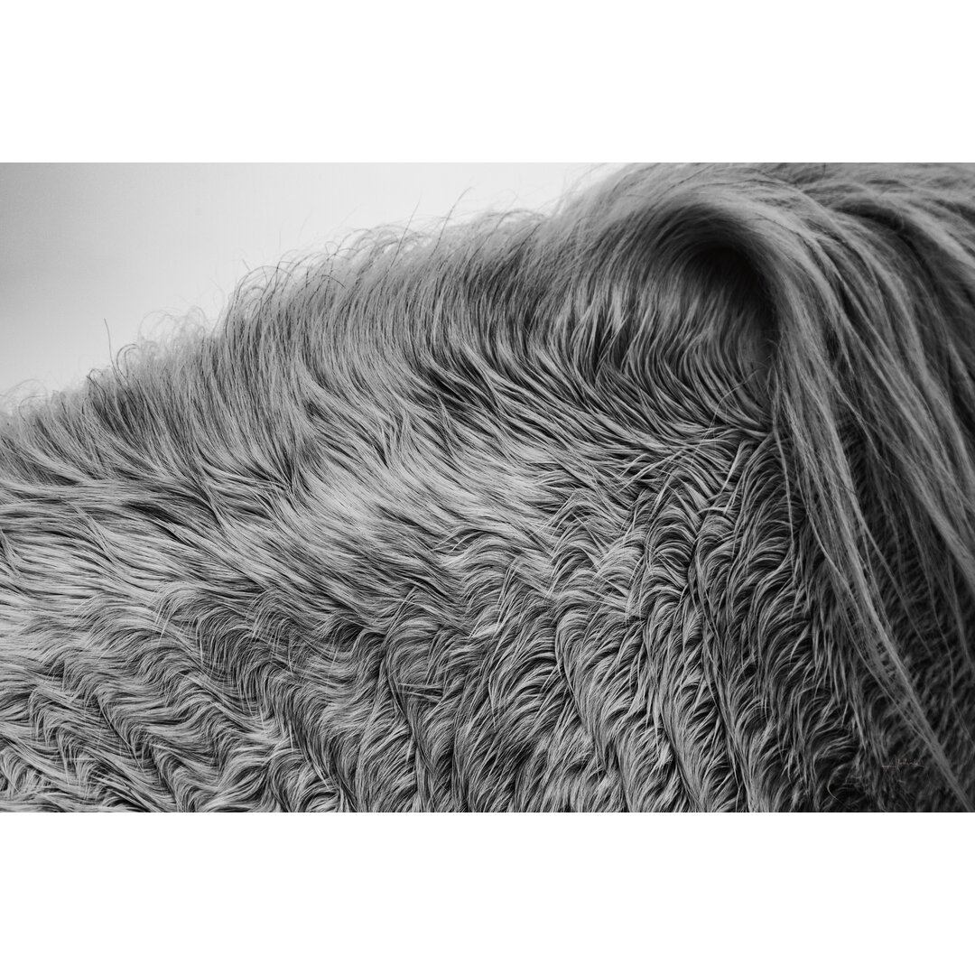 Fotodruck Horse Hair von Aledanda