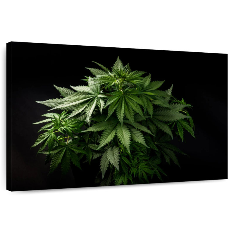 Senne Marijuana Cluster, 8" H x 12" W