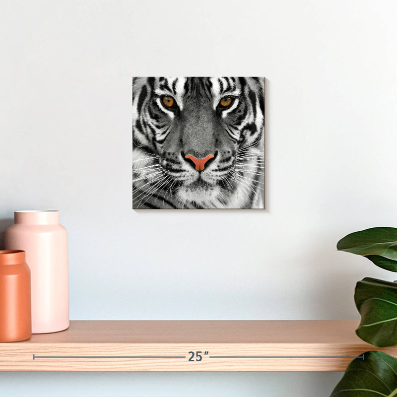 Brampt Staring Tiger, 10" H x 10" W