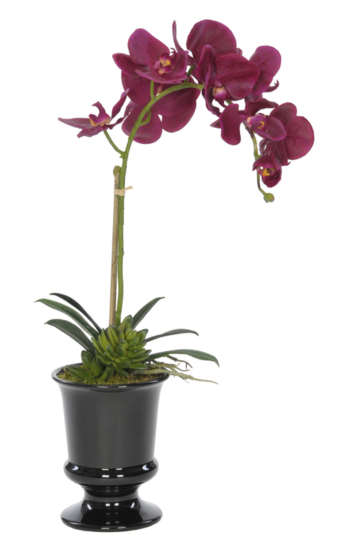 Bayou Breeze Orchid Arrangement in Vase & Reviews | Wayfair