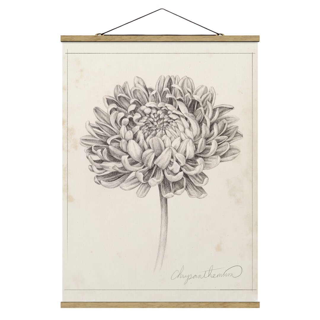 Stoffbild Botanische Studie Chrysantheme II