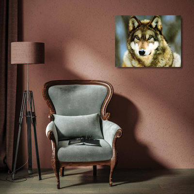 Loup gris
