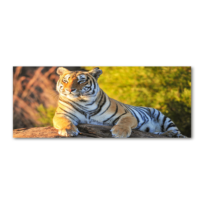 Portrait Of A Tiger - No Frame Print on Canvas
