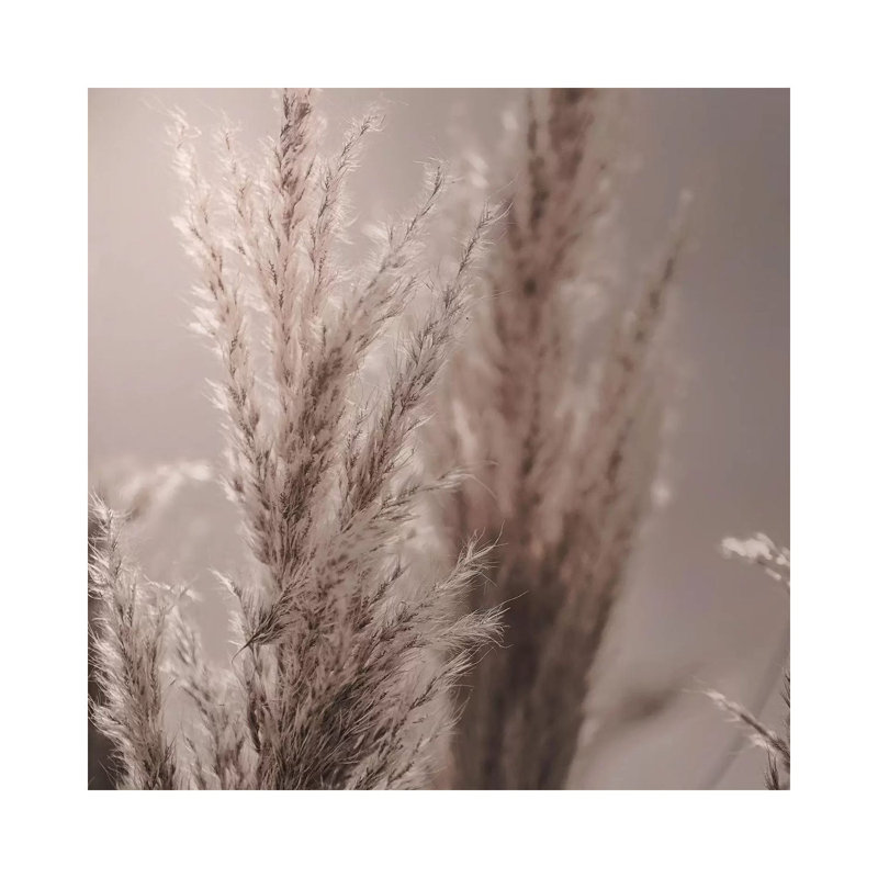 Pampas Reed VI Square by Monika Strigel - Wrapped Canvas Print, 66.04 cm H x 66.04 cm W x 3.175 cm D