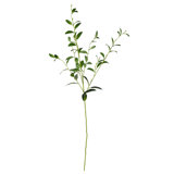 Leaf Arrangement