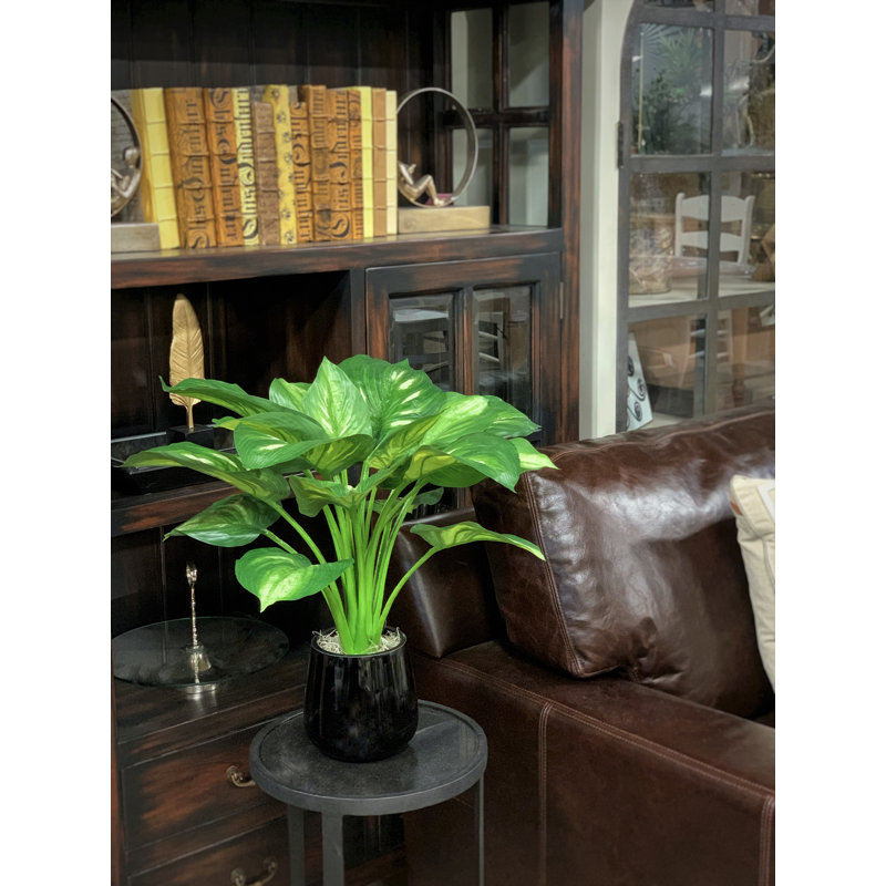 Hosta Plant