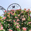 Paquet de 4 treillis de jardin en métal