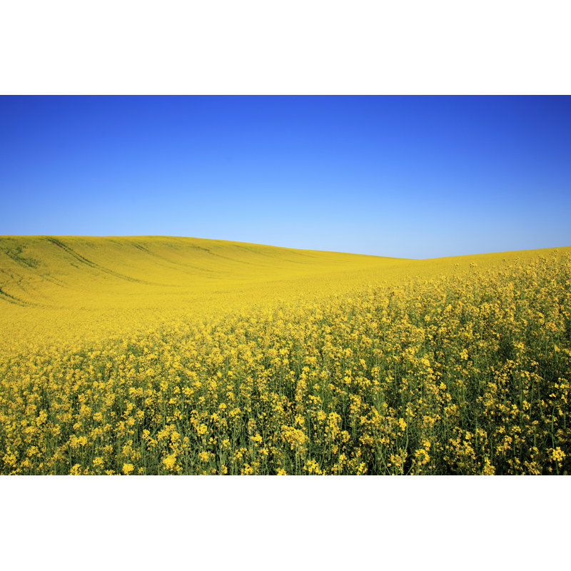 Canola Field - Wrapped Canvas Print, 20cm H x 30cm W x 3.8cm D