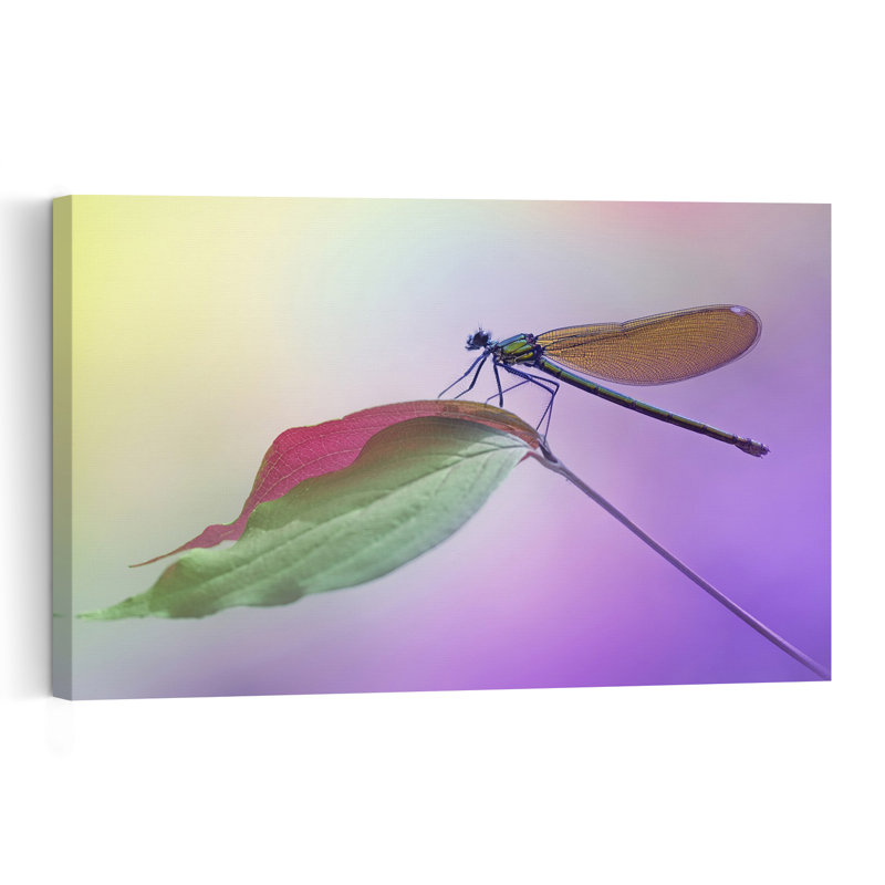 Delicate Damselfly On Leaf Colorful Delicate Peaceful Dragonfly Nature Wildlife Wall Art Print by Fabrizio Daminelli - Print