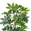 Organic Modern 5' Schefflera In Fiberstone Planter