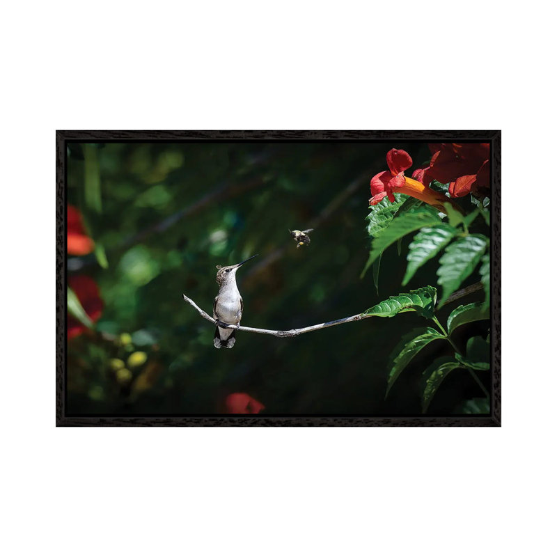 Excuse Me! by David Gardiner - Wrapped Canvas Print, Black Framed, 66.04 cm H x 45.72 cm W