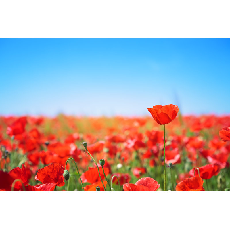 Flowering Poppy Field by Borchee, 8" H x 12" W