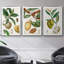«Turpin Tropical Fruit I», ensemble de 3 toiles encadrées-97945824-97945831