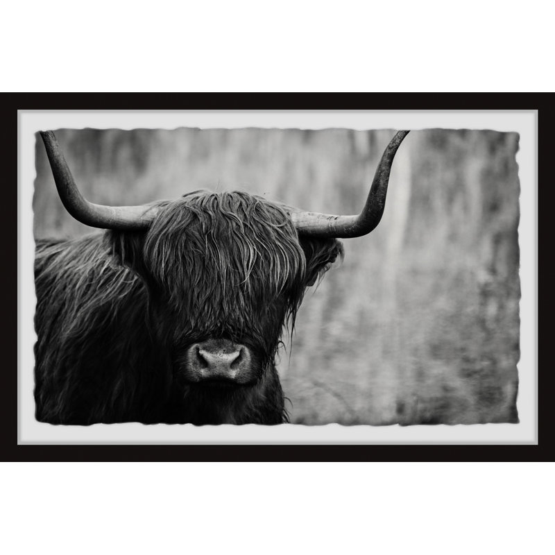 Angus The Highland Cow - Single Picture Frame Print, 61cm H x 91cm W x 3.81cm D