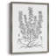«B&W Plant Speciment», reproduction encadrée - bois massif-1129011223