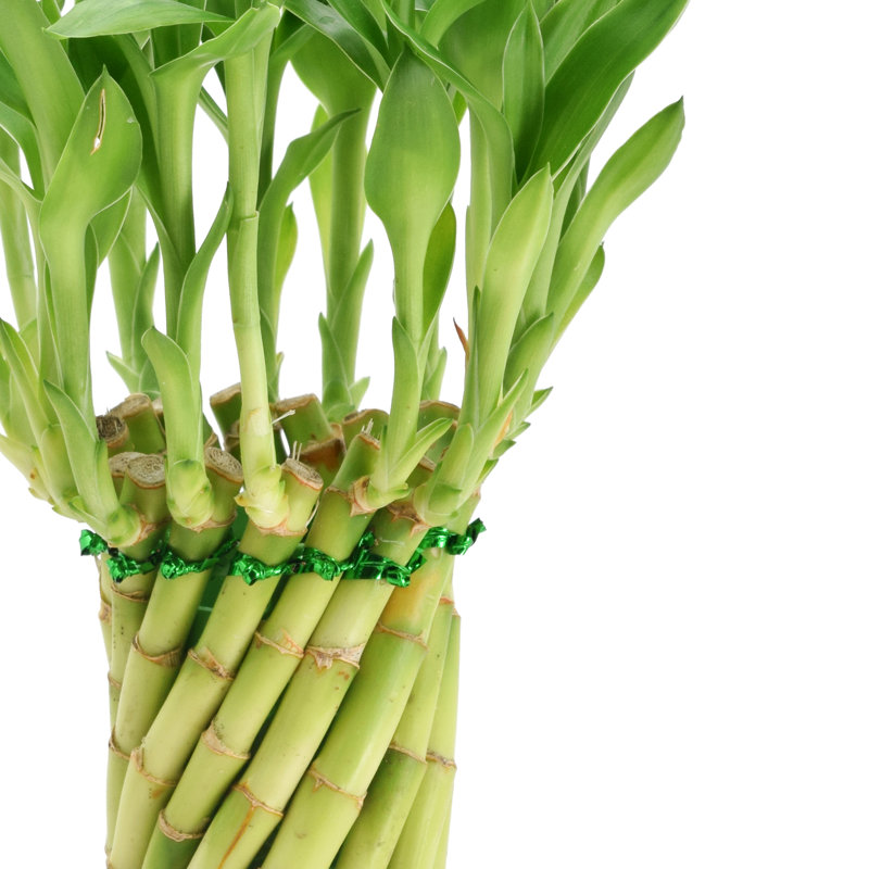 Elegant Tornado Lucky Bamboo in White Ceramic Planter, 13-15" Height