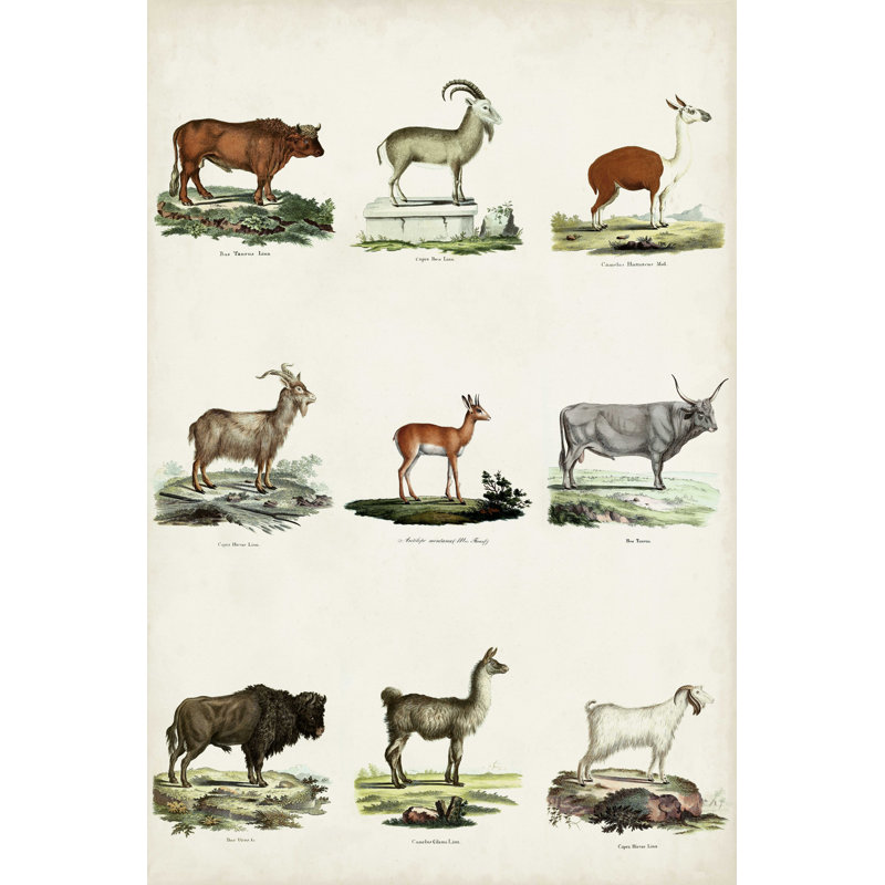 Tableau animal antique I, H 18 po x l 12 po