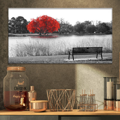 " Empty Bench Overlooking Red Tree "