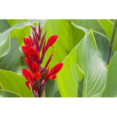 Canna Lilies - Photographie sur toile tendue