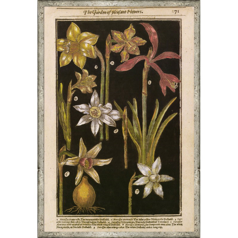 Black Background Botanicals Print