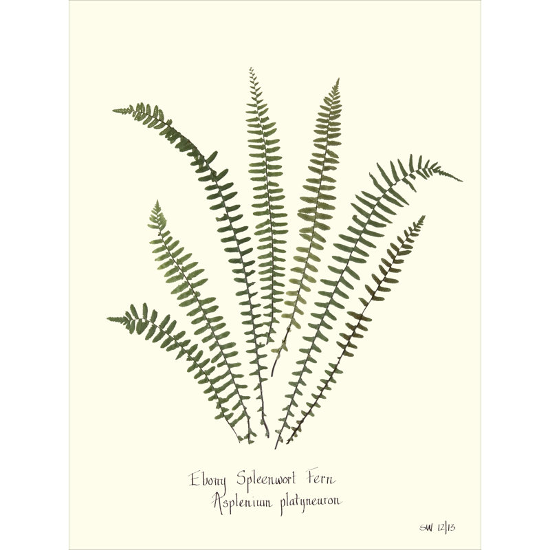Plants & Flowers Set by Sandy Whitaker