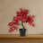 Autumn Maple Bonsai