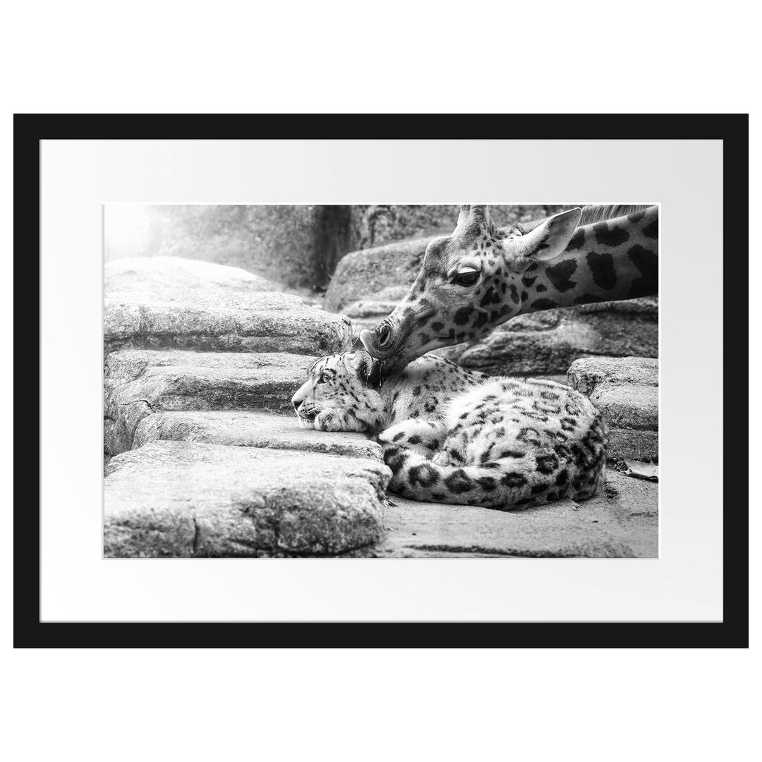 Gerahmtes Poster Leopard und Giraffe