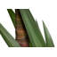 180cm Faux Yucca Plant in Pot