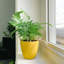 Live Rabbit's Foot Fern Plant