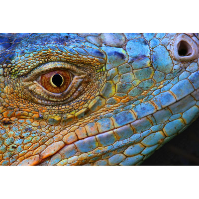 " Close-up Of Scaly Iguana Head "