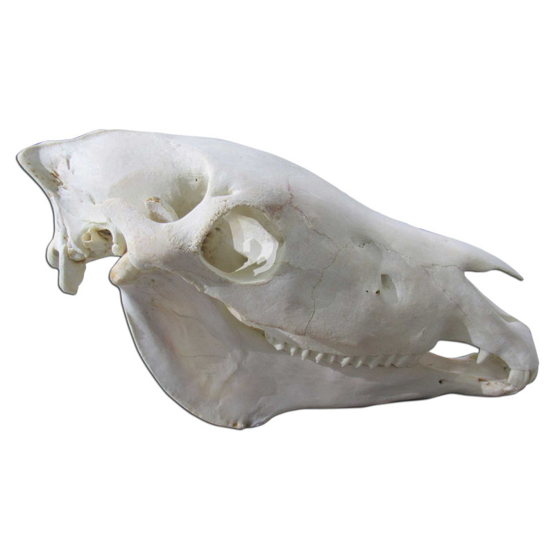 Gonzella Genuine Zebra Skull