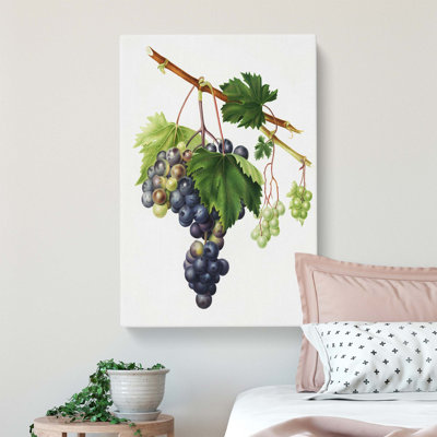 Grape Vine from Ischia by Giorgio Gallesio - Wrapped Canvas