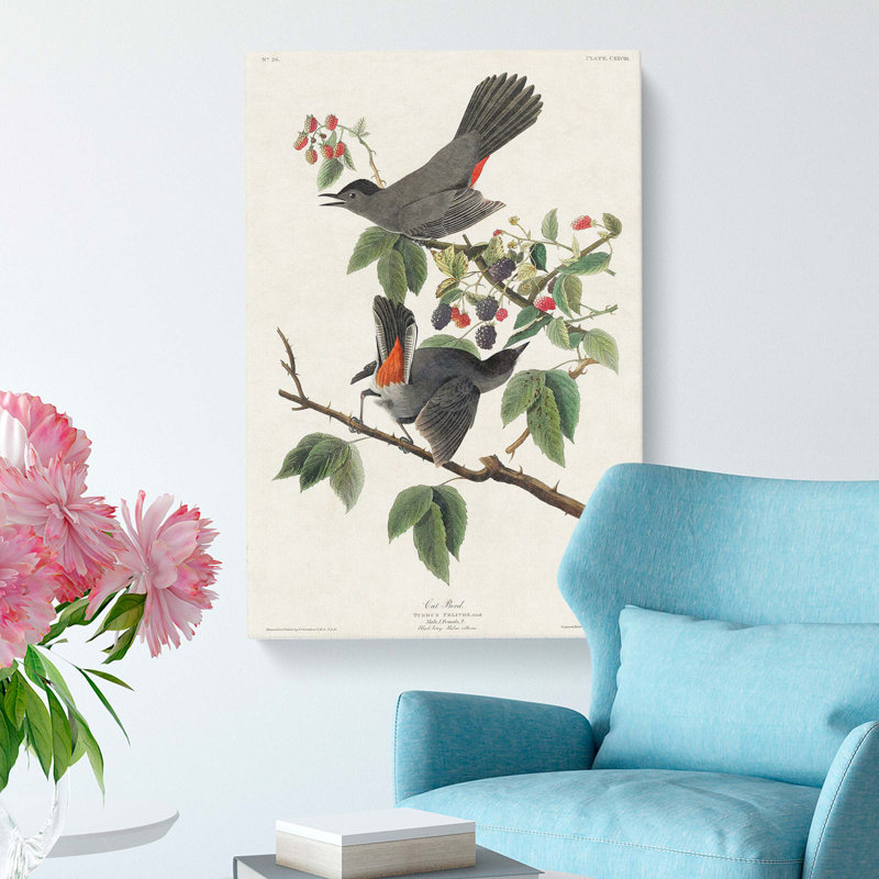Cat Bird by John Audubon - Wrapped Canvas, 60cm H x 40cm W x 3cm D