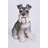 Schnauzer Statue-23542755