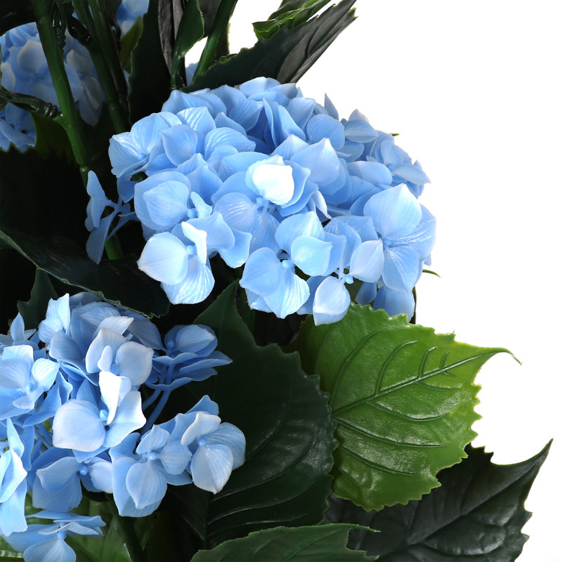 Hortensia en pot - petit, Île Seymour Nord, Galapagos