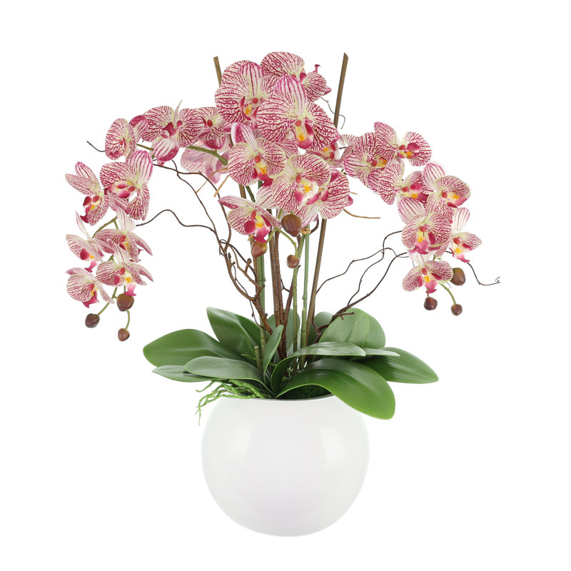 Orchidées disposées dans un pot rond en fibre de pierre, Pink