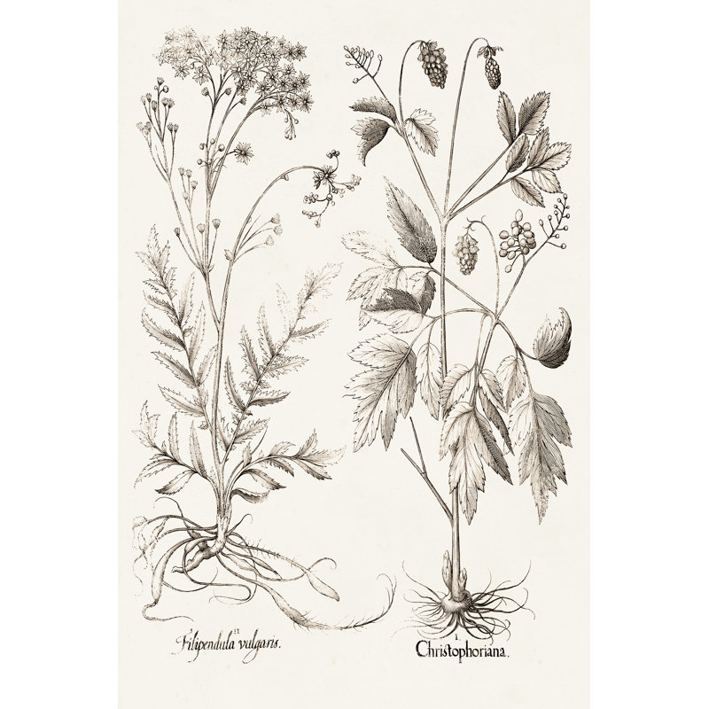 Sepia Besler Botanicals VIII by Basilius Besler - Painting, 30 cm H x 20 cm W, Wrapped Canvas