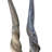 Dabriel Real Eland Horn