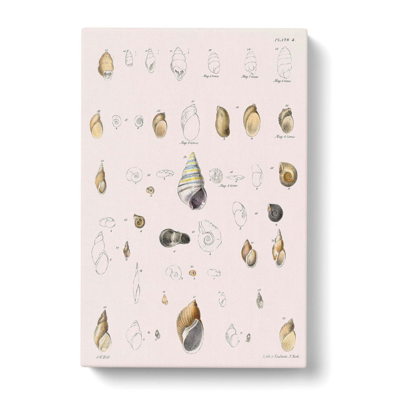 Types Of Seashells PL. 4 by J.E. De Kay - Wrapped Canvas Painting, 60cm H x 40cm W x 3cm D