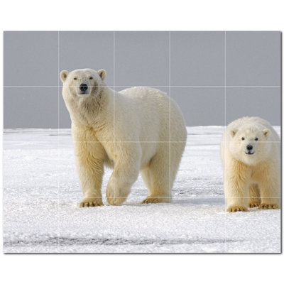 Photo d'ours 12 x 12