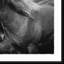 Black And White Horse Giclee Print