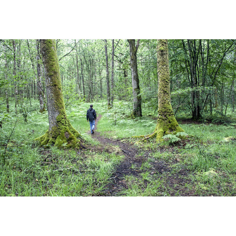 Hiking On The Enchanted Forest - Wrapped Canvas Print, 30cm H x 46cm W x 3.8cm D
